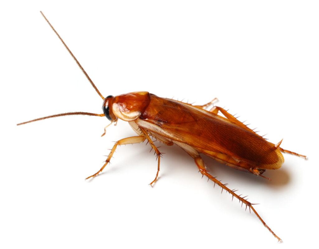 American cockroach on white background