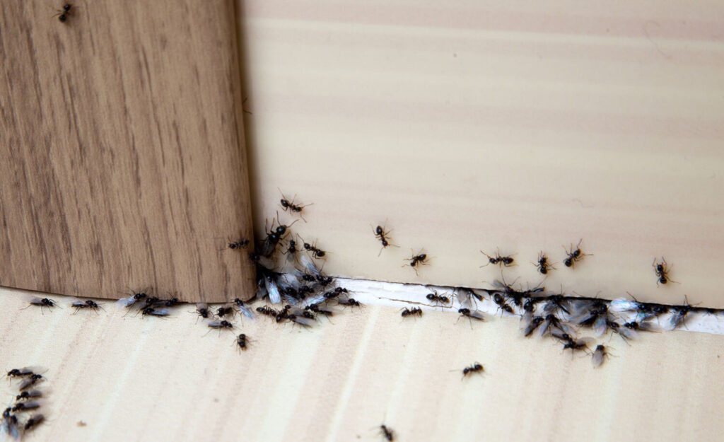 Ant infestation along baseboard