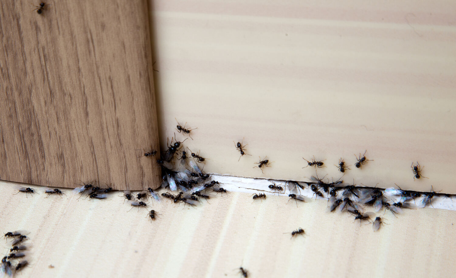Ant infestation along baseboard
