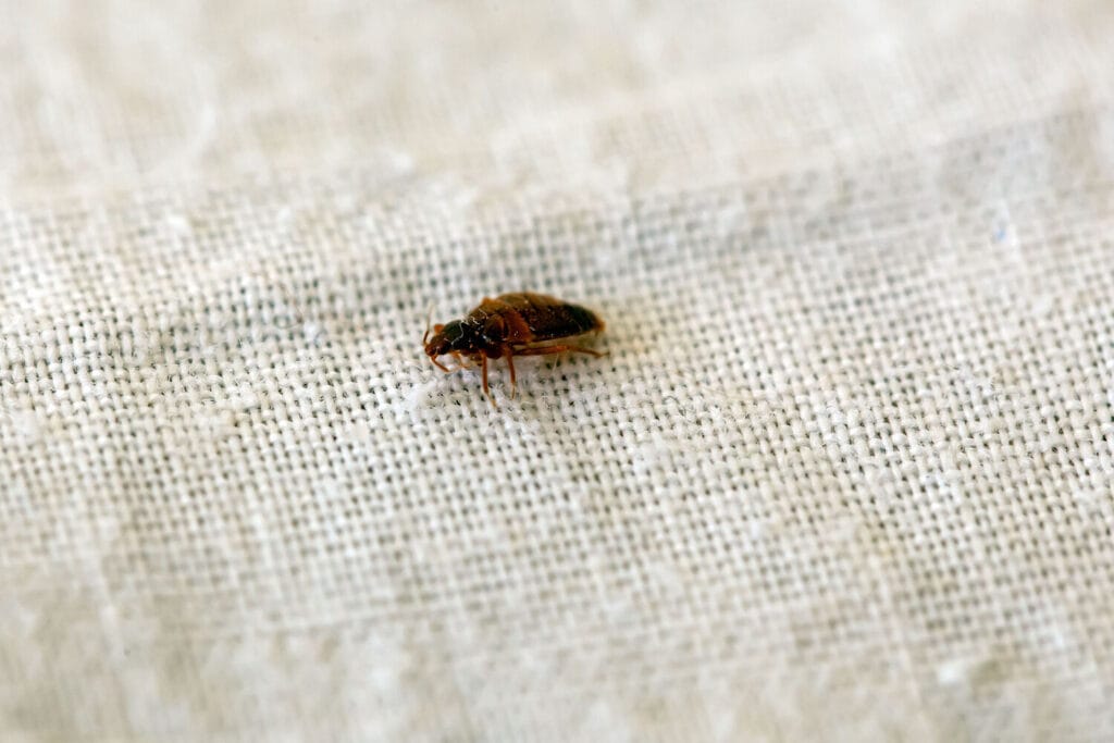 Bed Bug Close-Up on Fabric