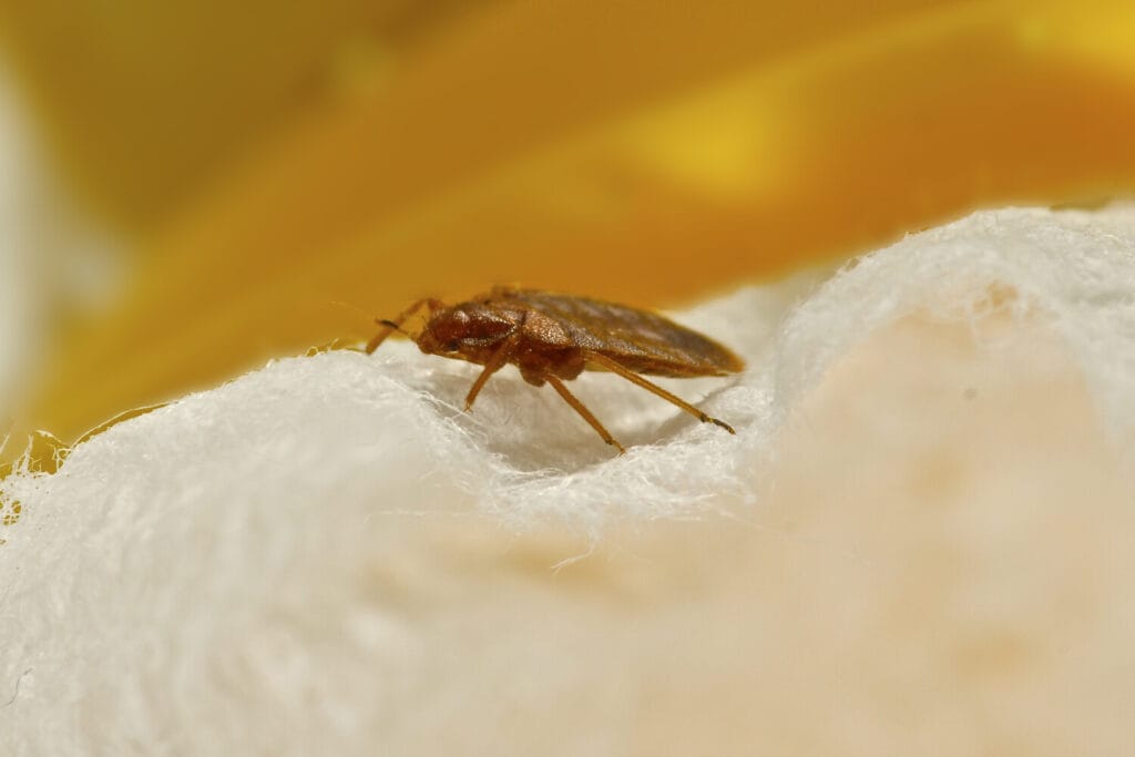 Bed bug on mattress fabric