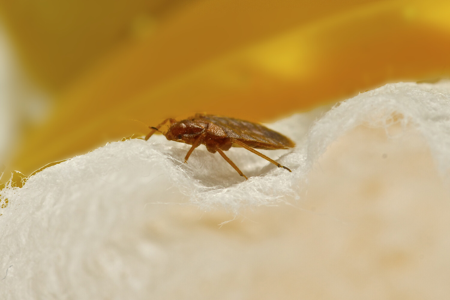Bed bug on mattress fabric