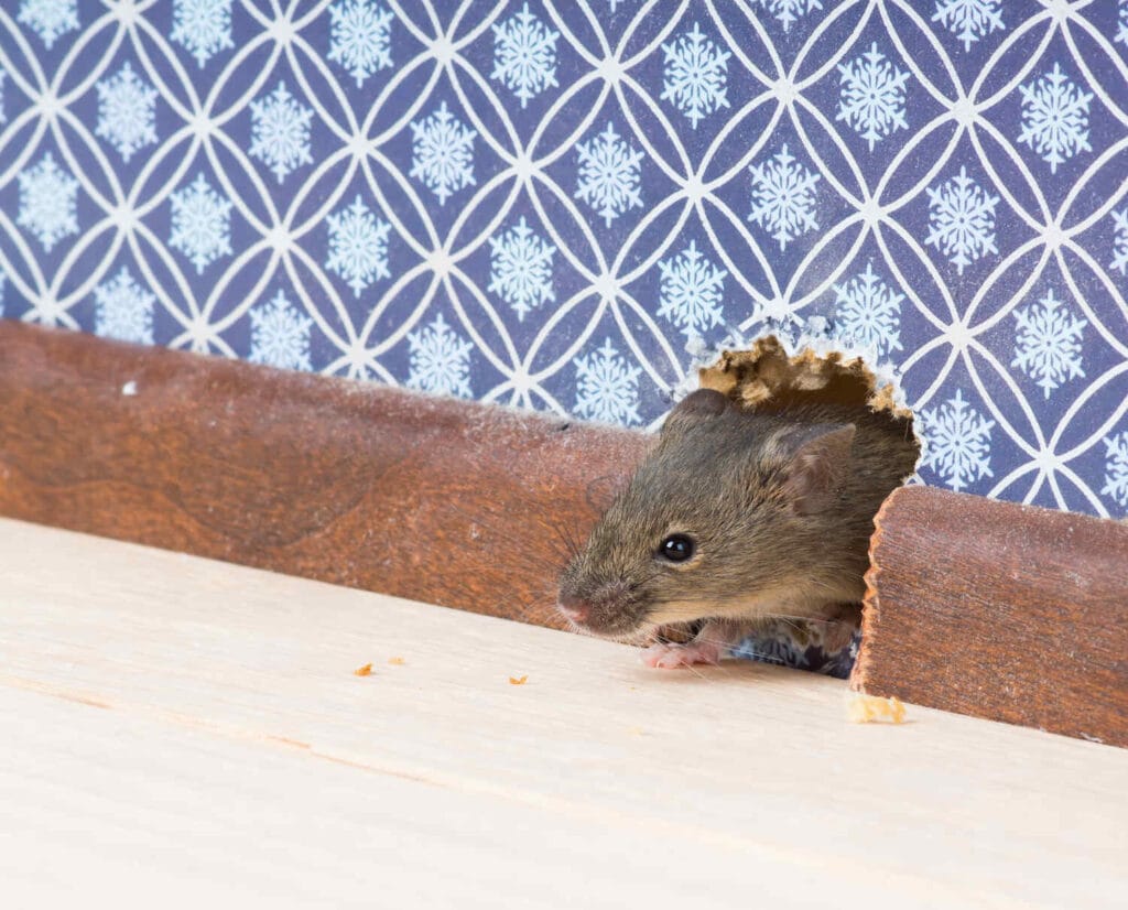 Mouse coming through wall