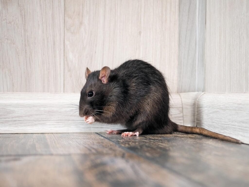 Rat in the house on the floor