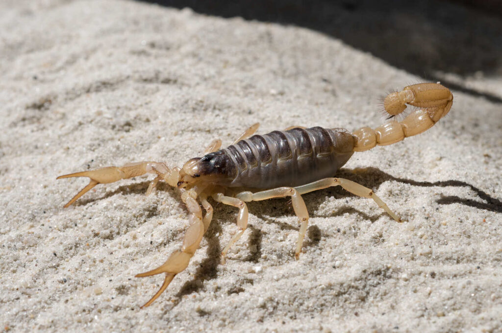 Scorpion in the USA