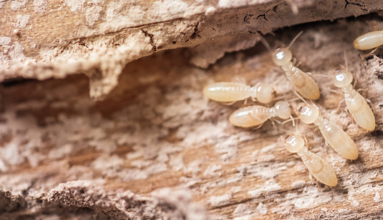 Termites and damage in wood