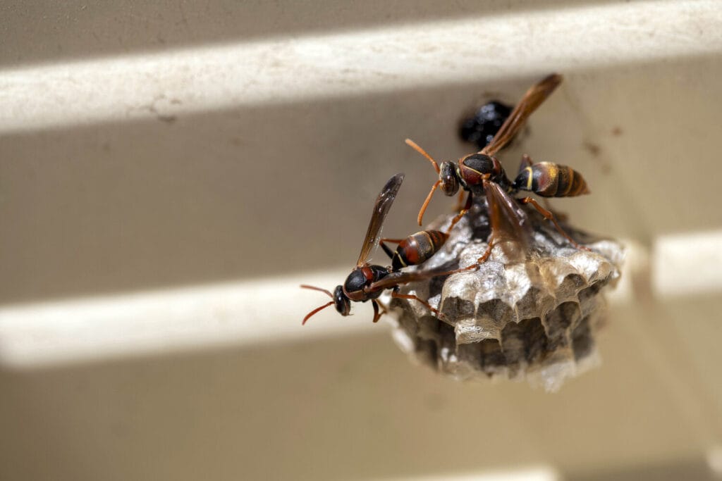 Wasp nest on home exterior