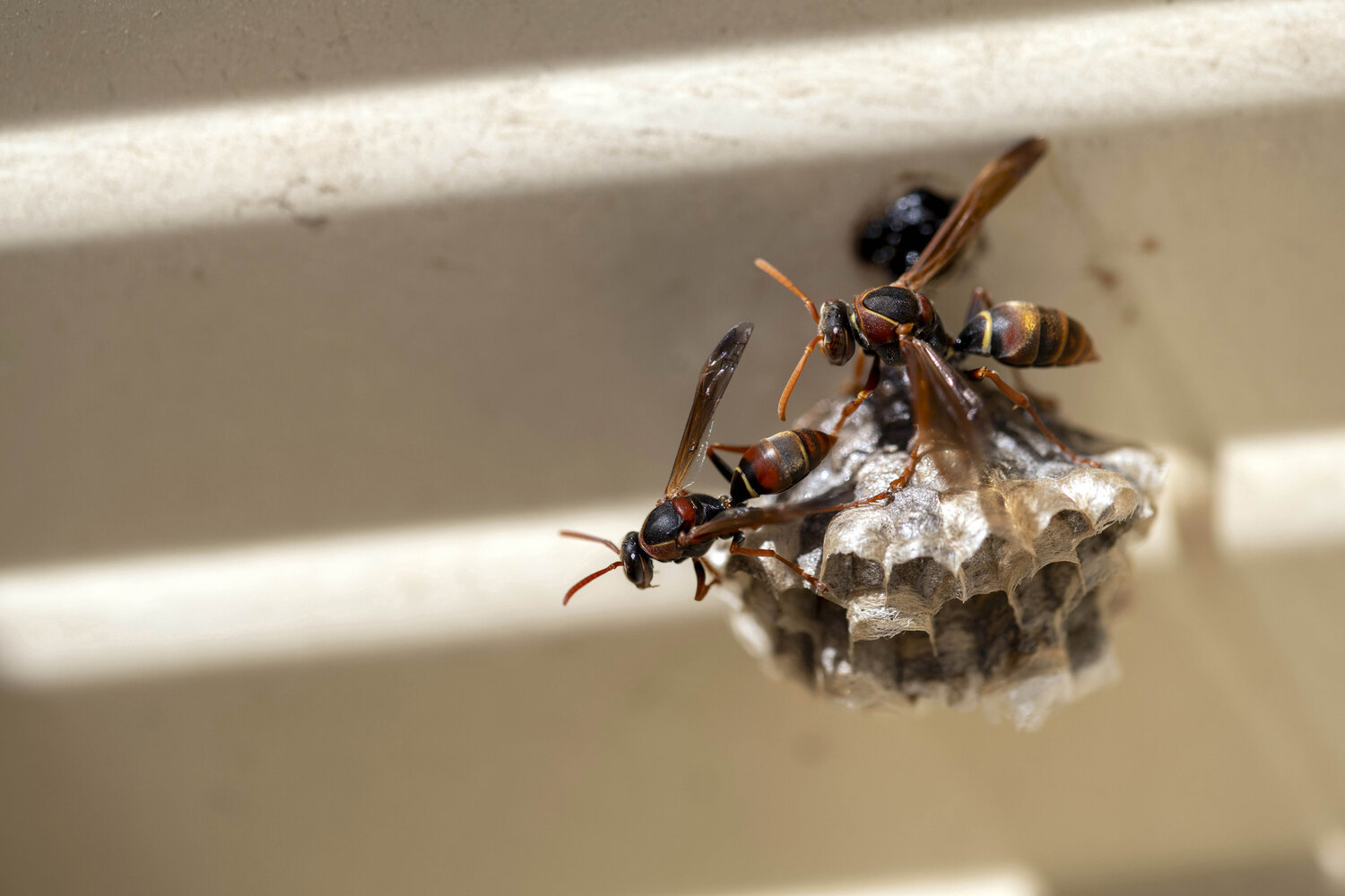 Wasp nest on home exterior