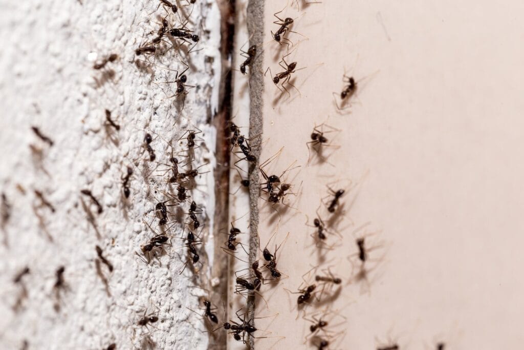 close up of a colony of black ants