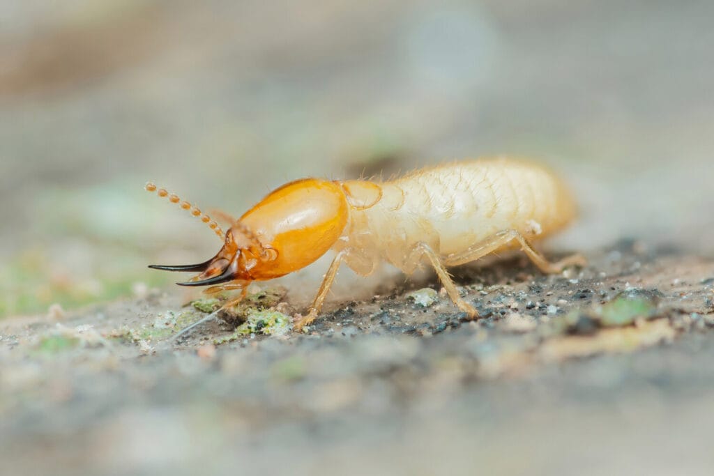 close up photo of a termite