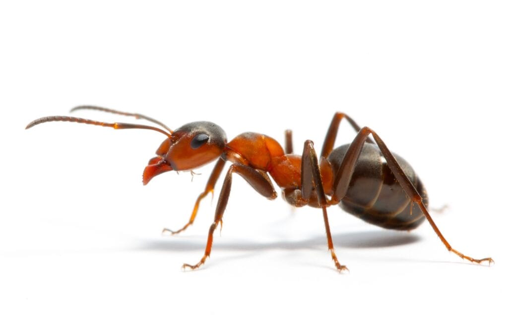 close-up-photo-of-an-ant