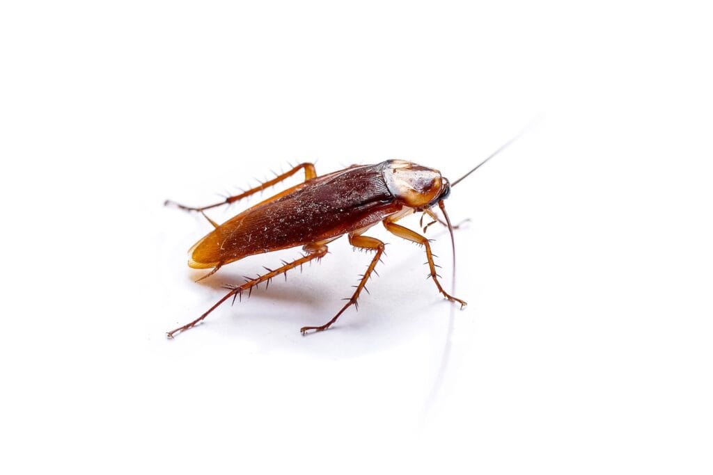 cockroach-up-close